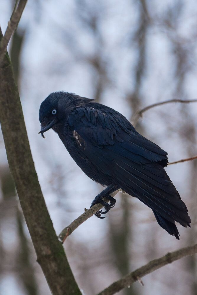 Photograph by Александр Лиманский