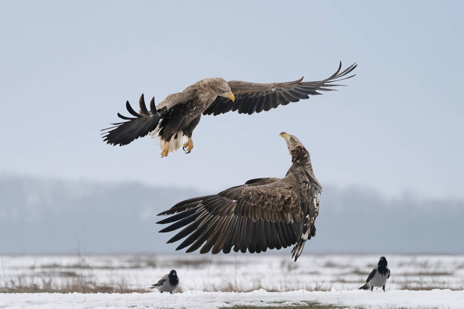 Фотография #13178111