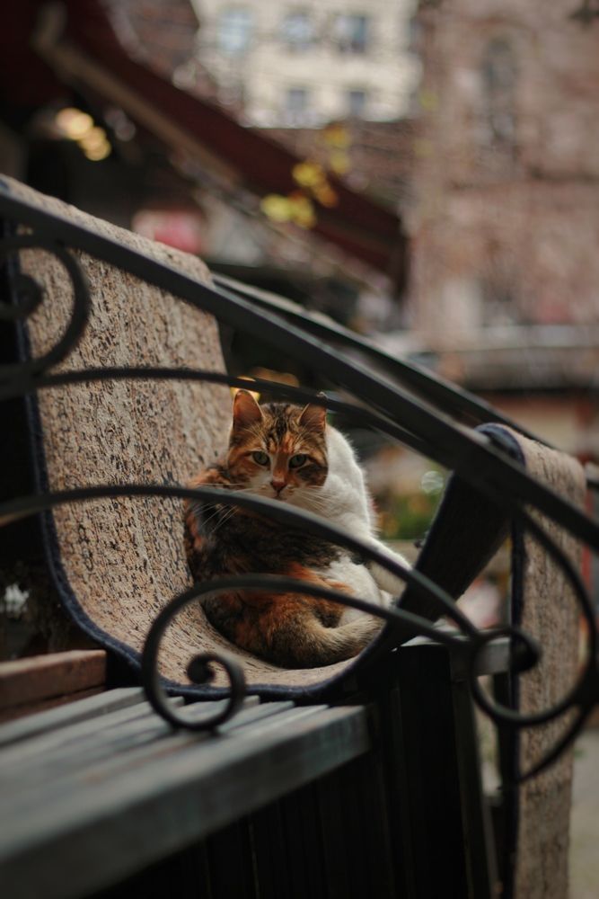Photograph by Sedat Gökçay