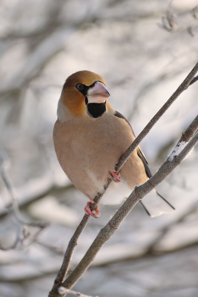 Photograph by Надежда Кангина