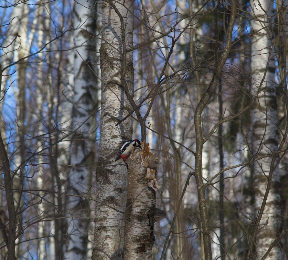 Photograph by Анатолий Протасов