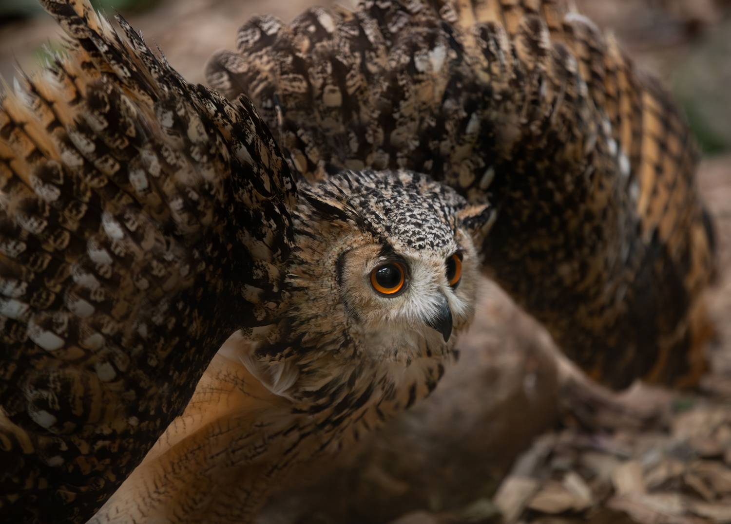 Фотография #13178281