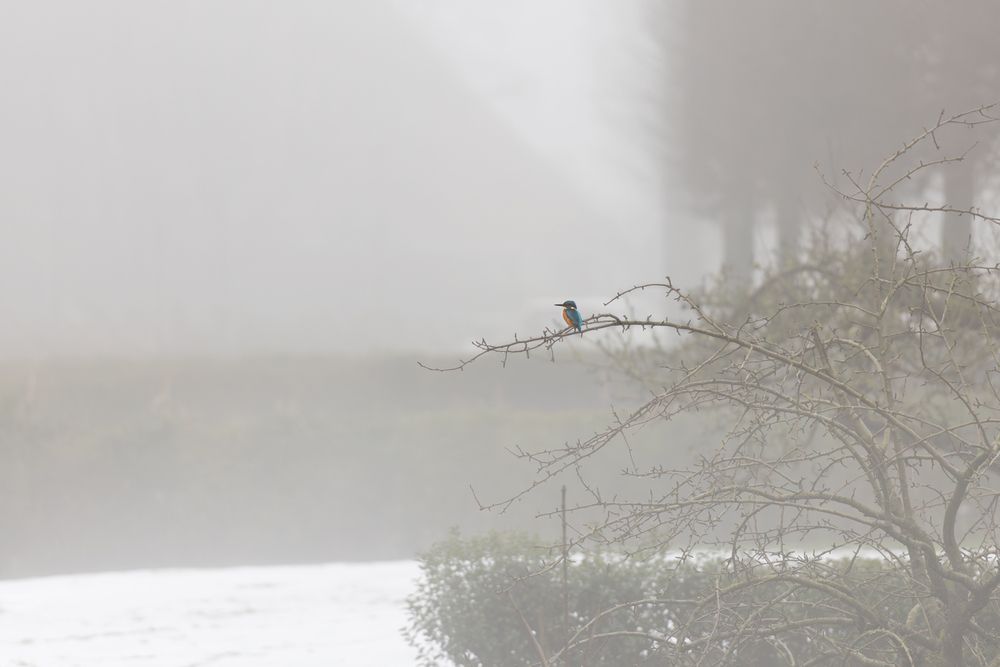 Фотография автора Annemarie Visser