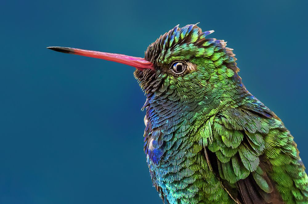 Photograph by Mario Fiorucci