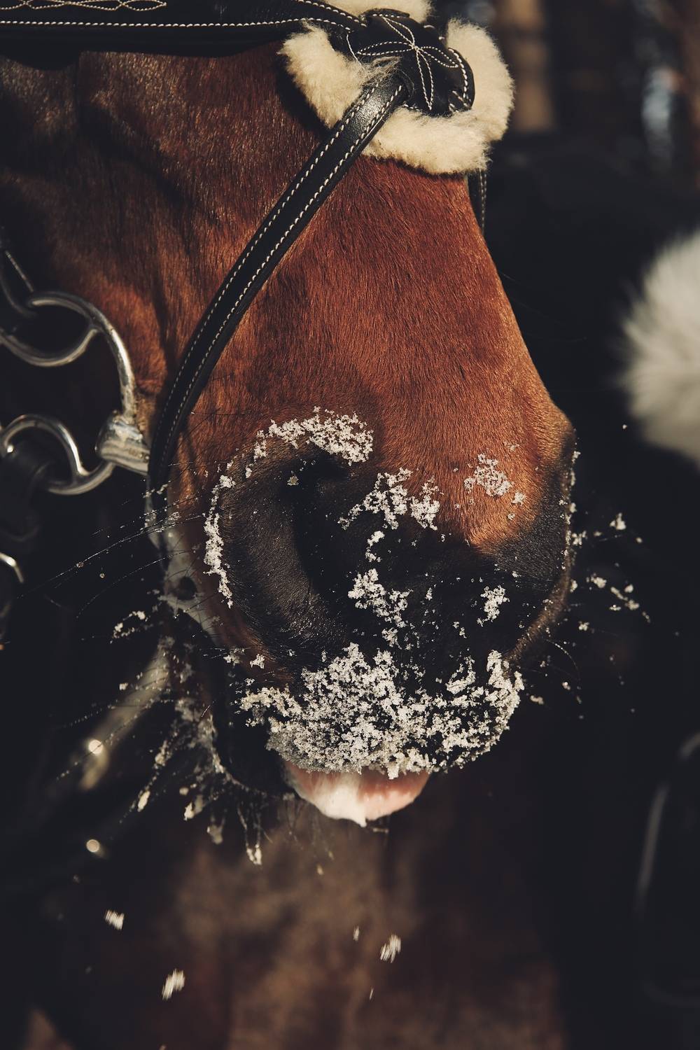 Photo #13178408