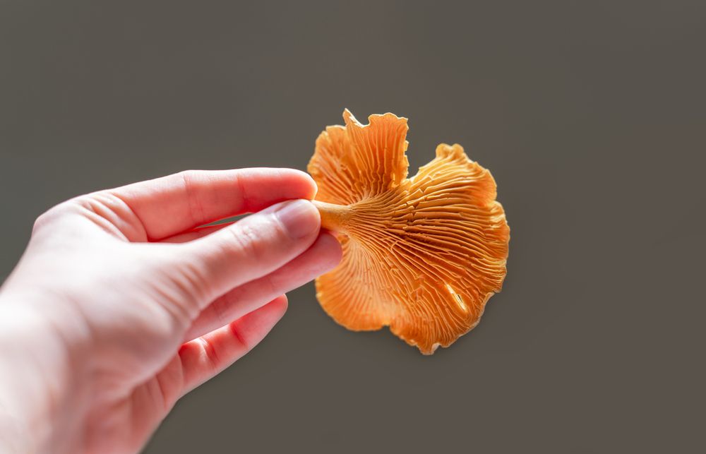 Photograph by Елена Гоосен
