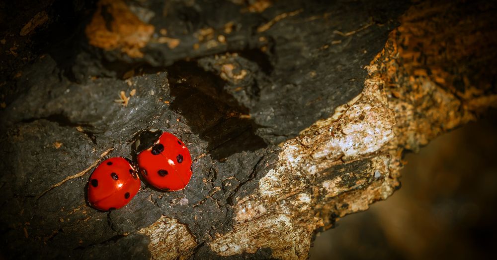 Photograph by Алексей
