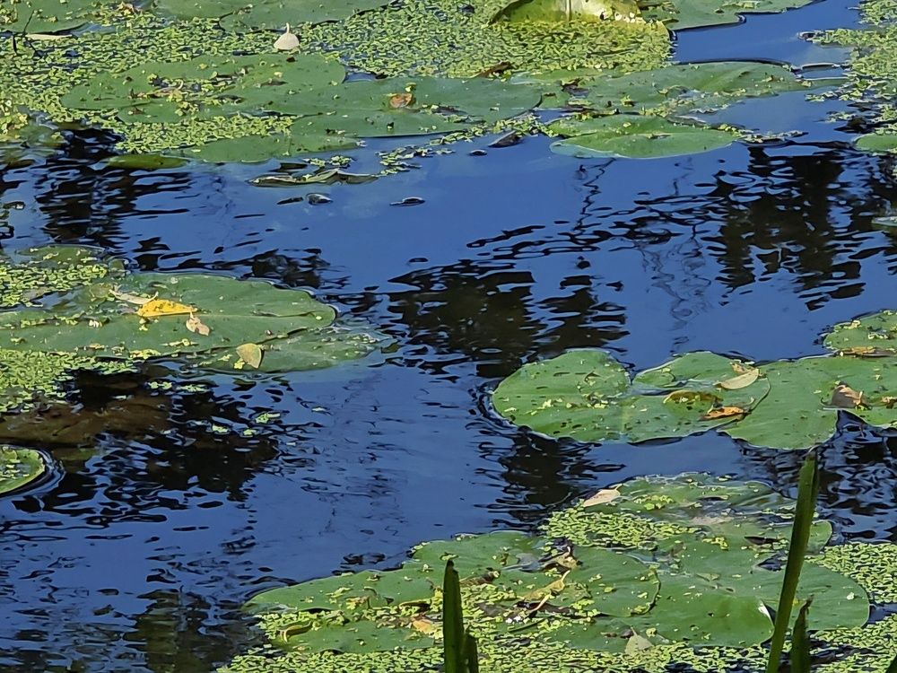 Photograph by Куделенко Оксана