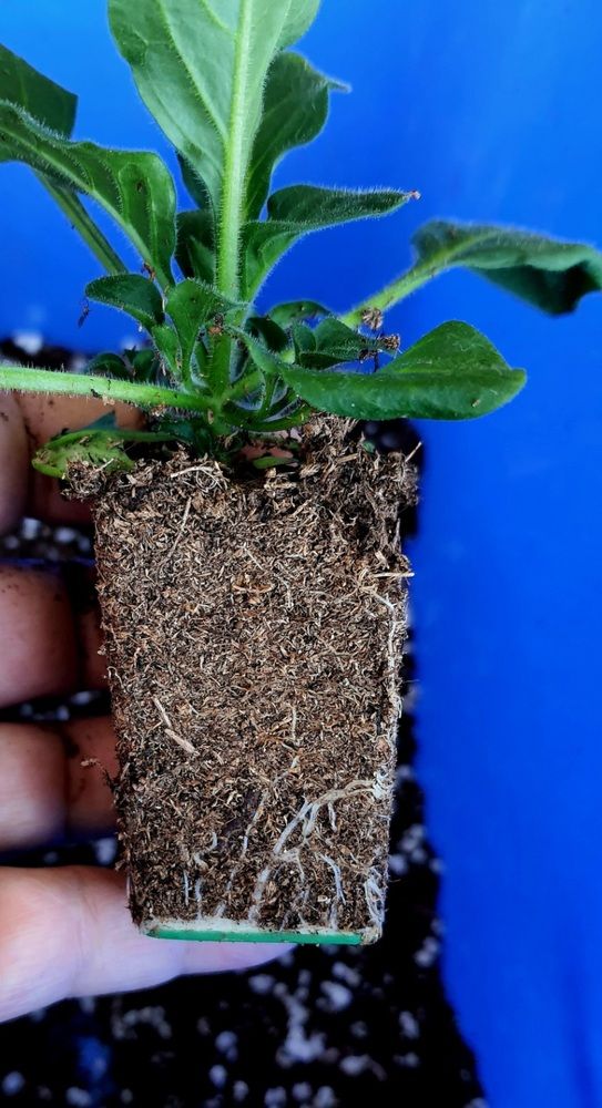 Photograph by Виктория Образцова