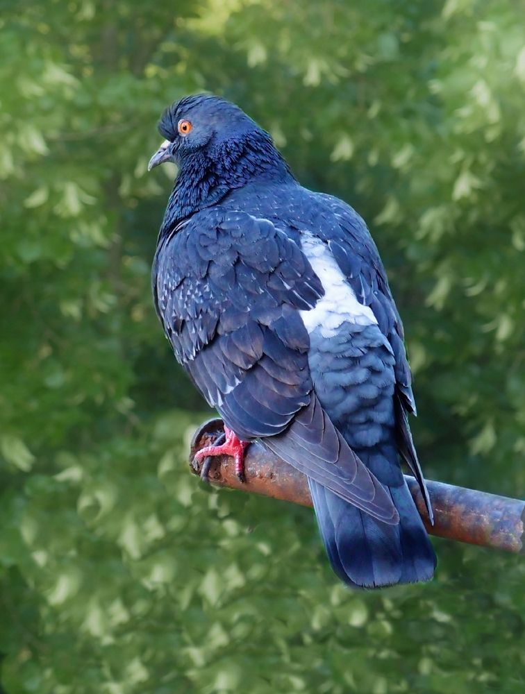 Голубь на фоне зелёной листвы