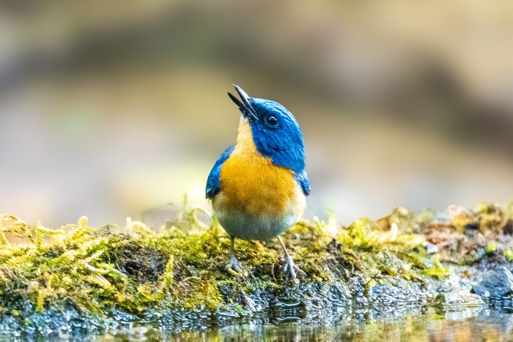 Photograph by Ayan Bhattacharya