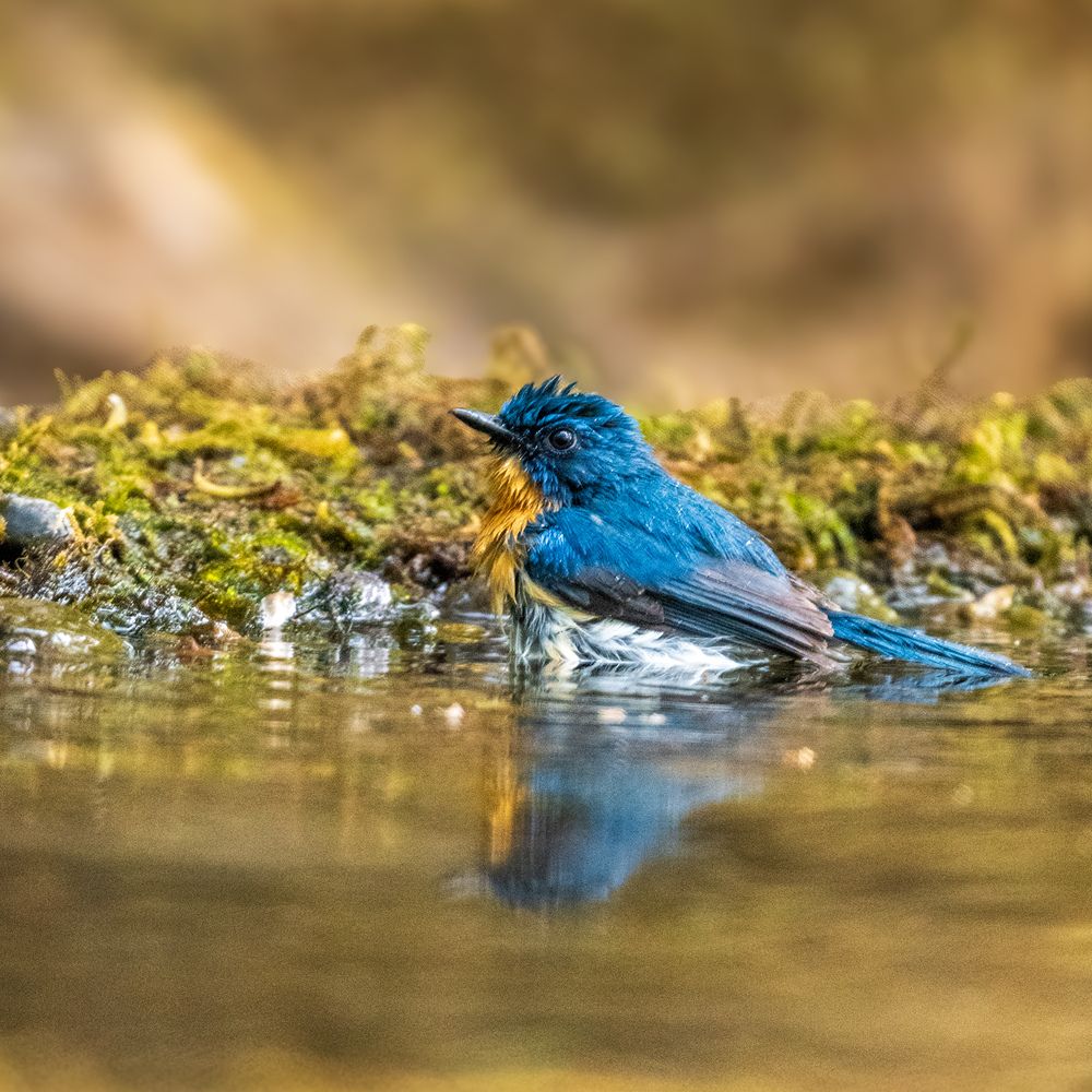 Photograph by Ayan Bhattacharya