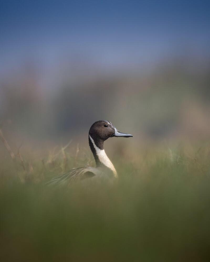 Фотография автора Nirnay Acharya