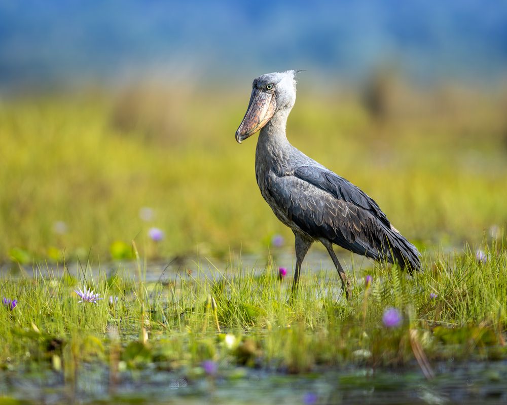 Photograph by Silvia Ribeiro