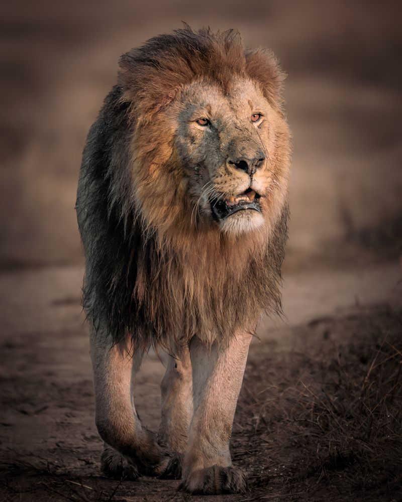 Lion from masai mara