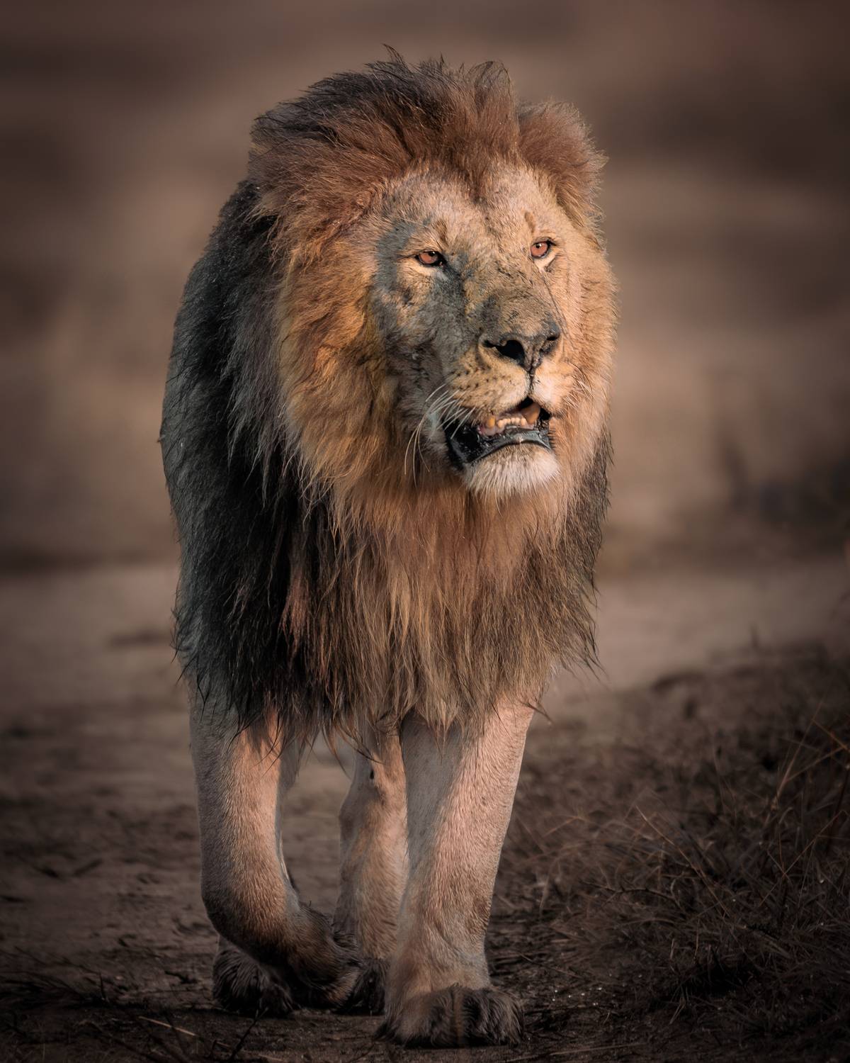 Lion from masai mara