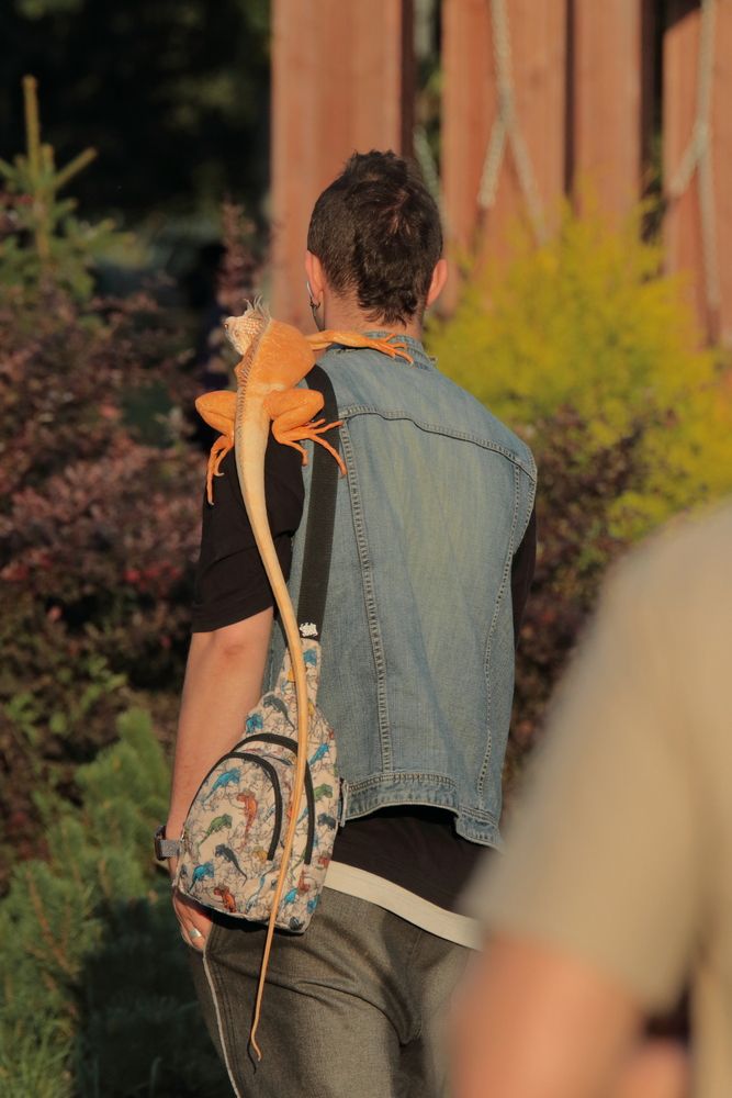 Быть игуаной