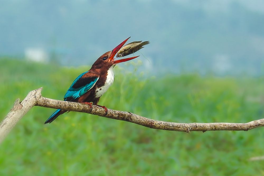 Photograph by Tanusri RoyChowdhury