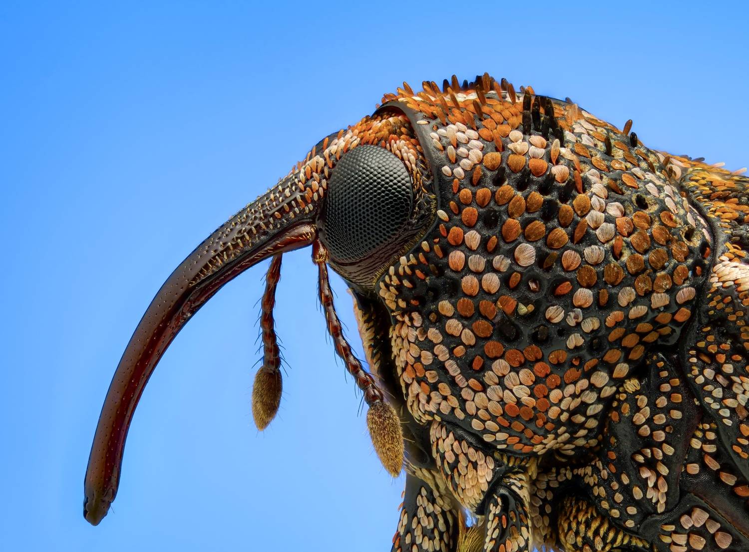 Фотография #13178684