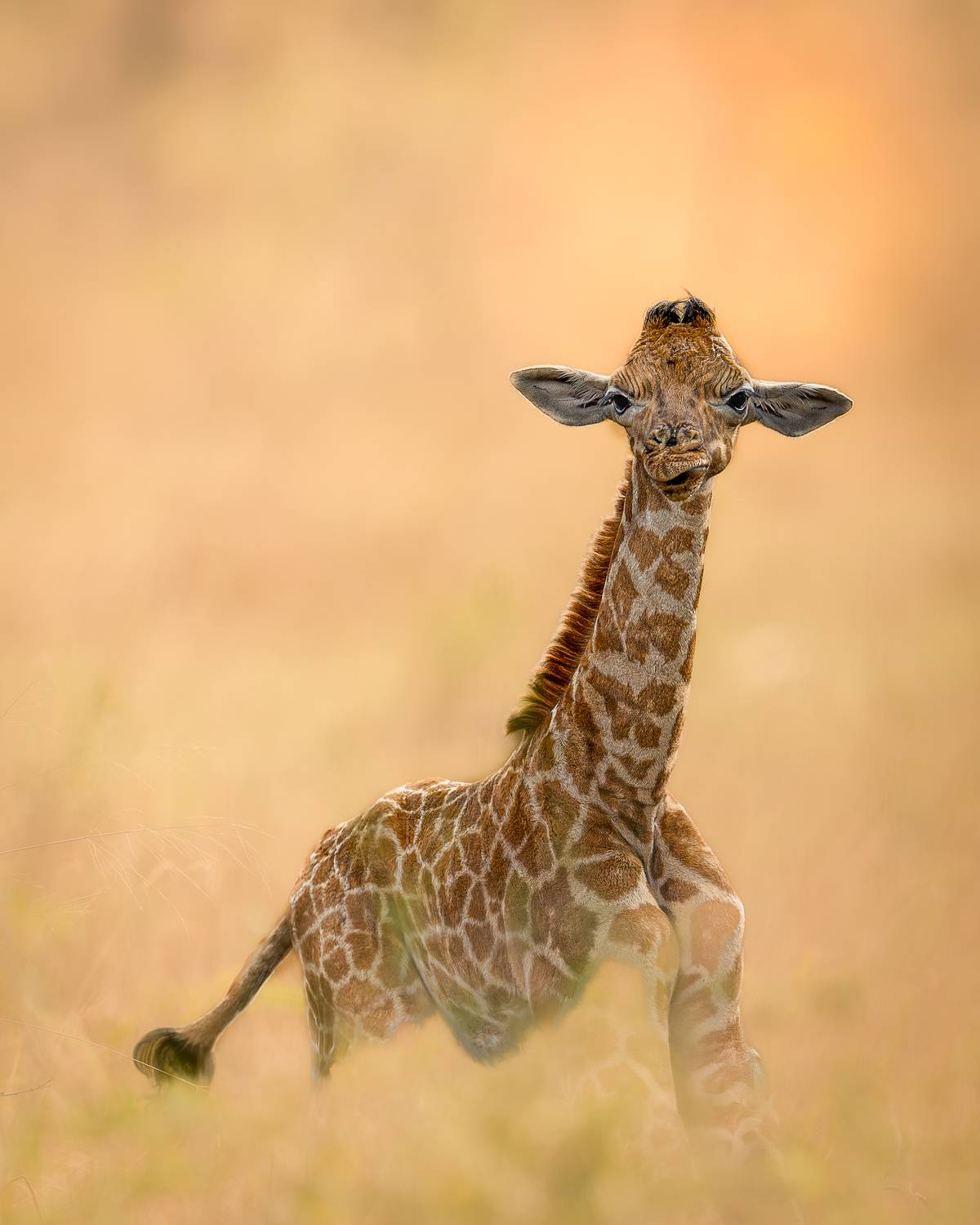 Фотография #13178692