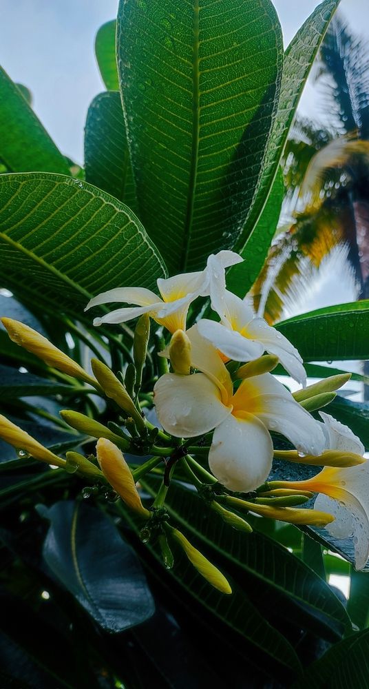 Photograph by subhajit Ghosh
