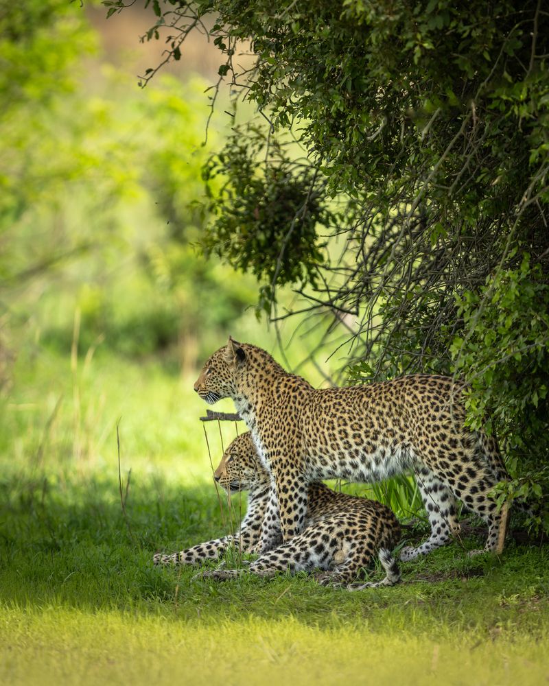 Mating couple