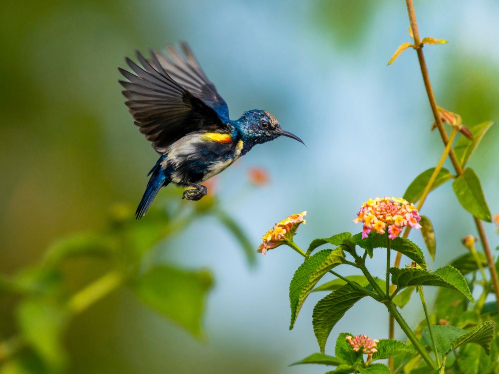 Фотография автора Nirnay Acharya