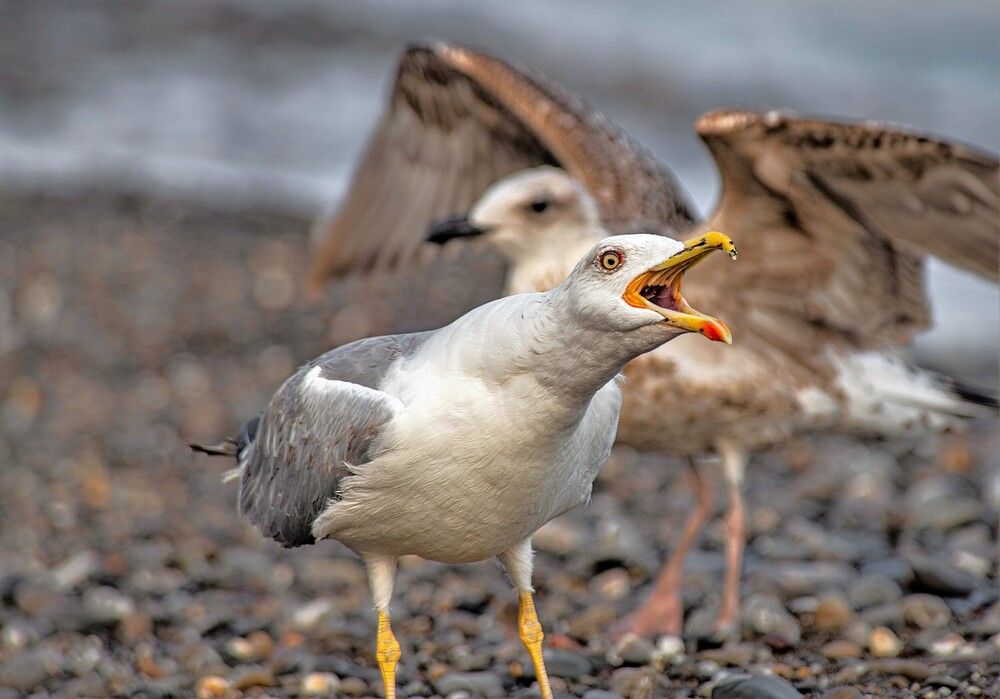 Photograph by Алексей Сиваков