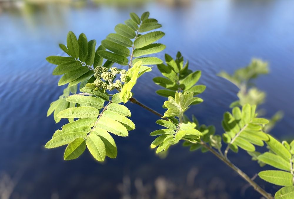 Photograph by Ольга Шабалина