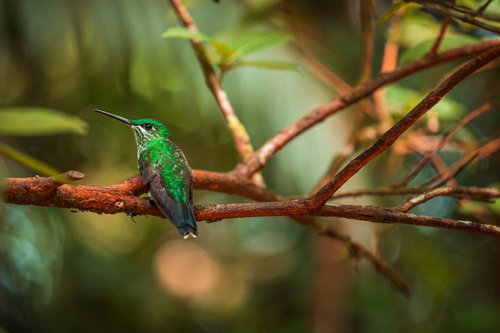 A hummingbird