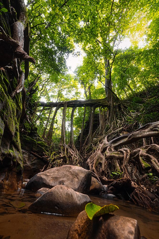 The Ficus Tree