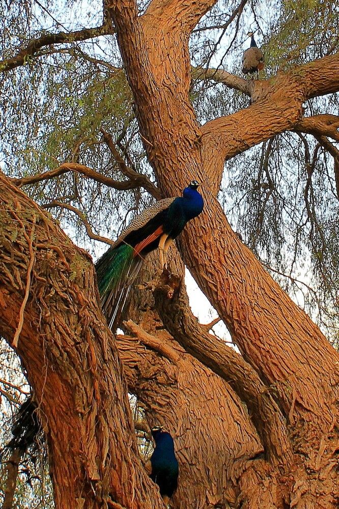 Photograph by Елена Поспелова