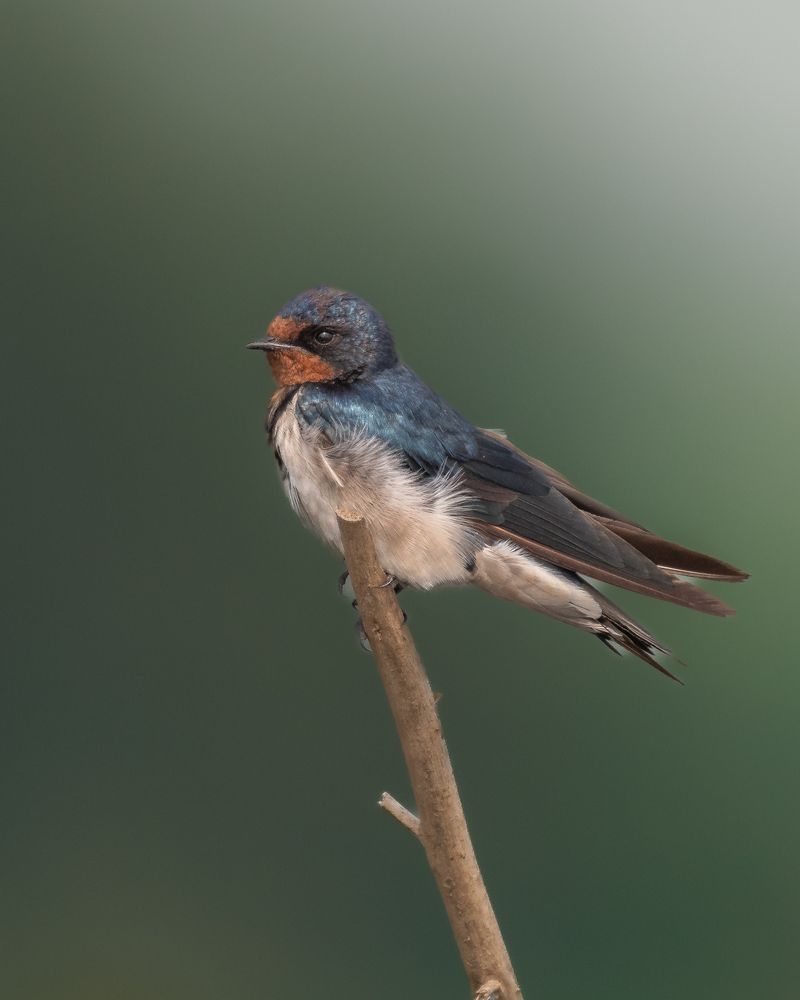 Фотография автора Nirnay Acharya