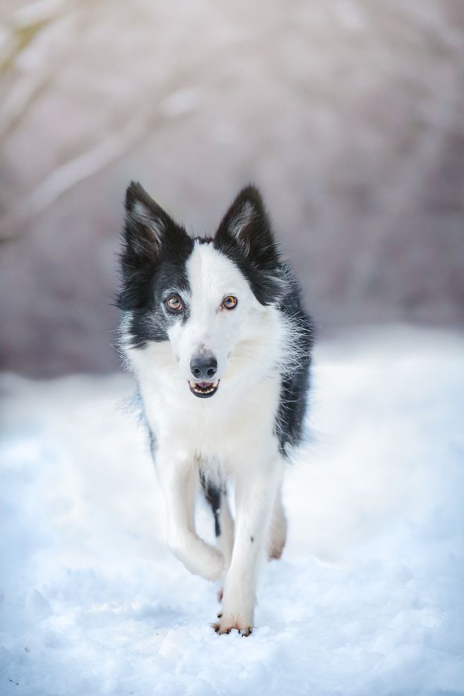 Snow dogs