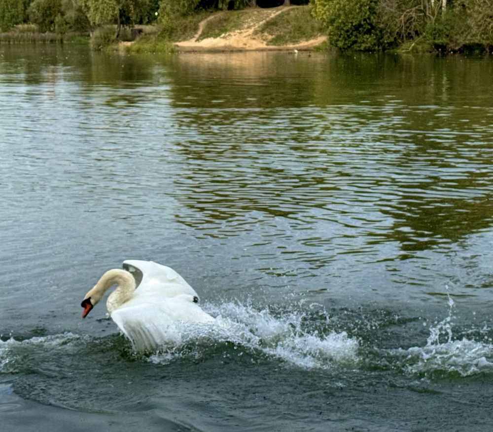 Photograph by Ольга Шабалина