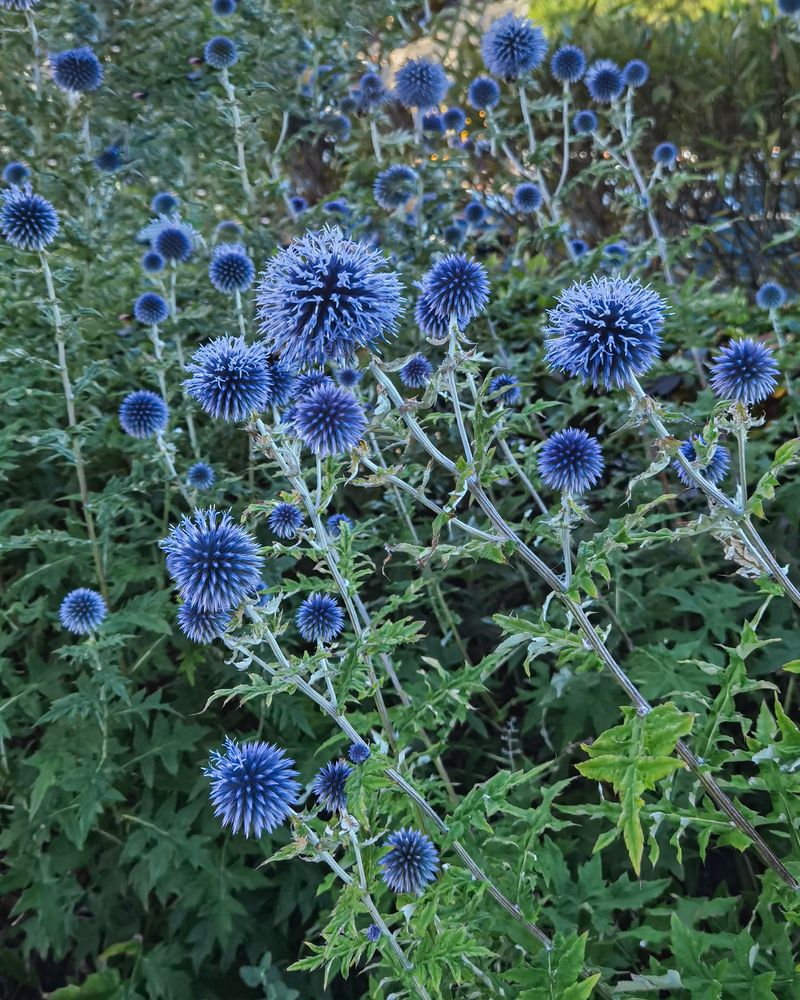 Фотография автора Inna Ivanova