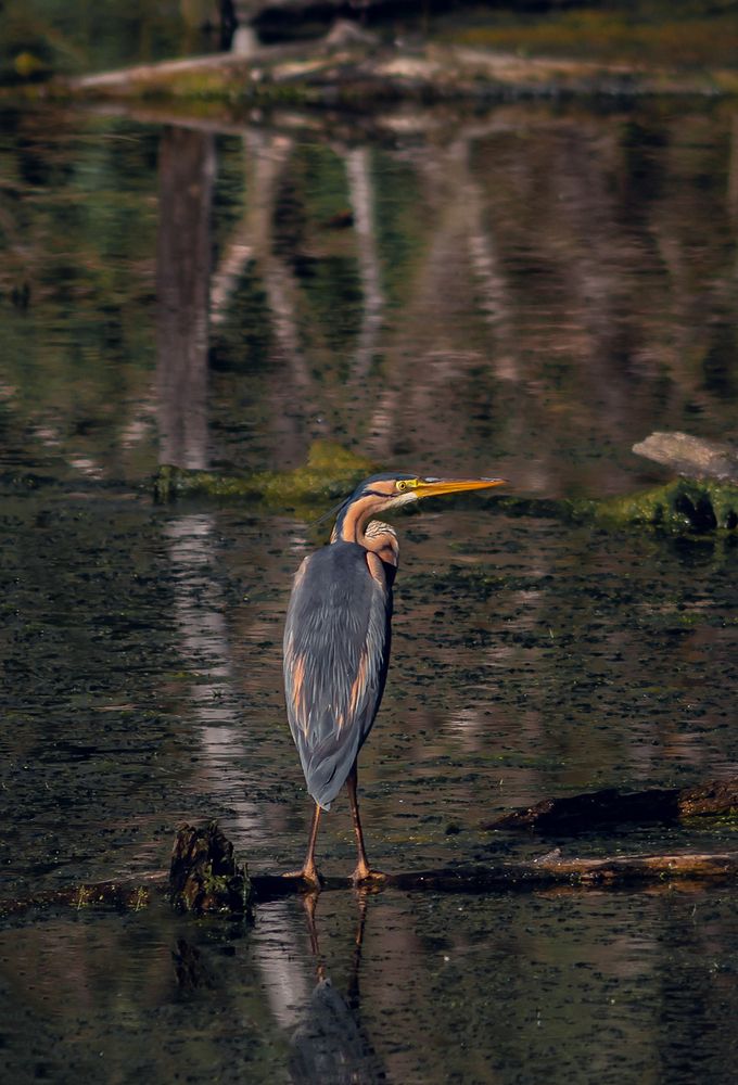 Photograph by Константин Яковлев