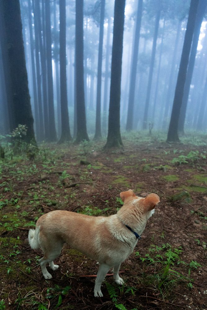 Photograph by Rohit Rajak