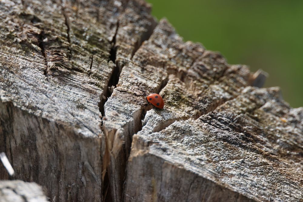 Препятствие