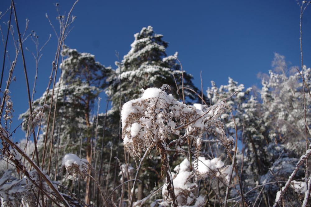 Photograph by Олег Черноокий