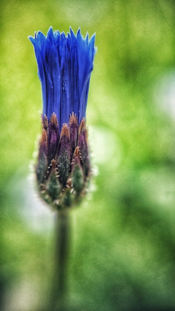 Photograph by Ирина Багдасарова