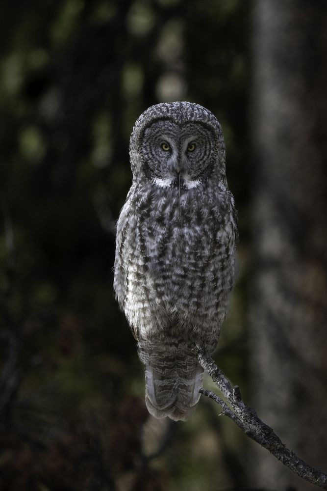 Great Gray Owl