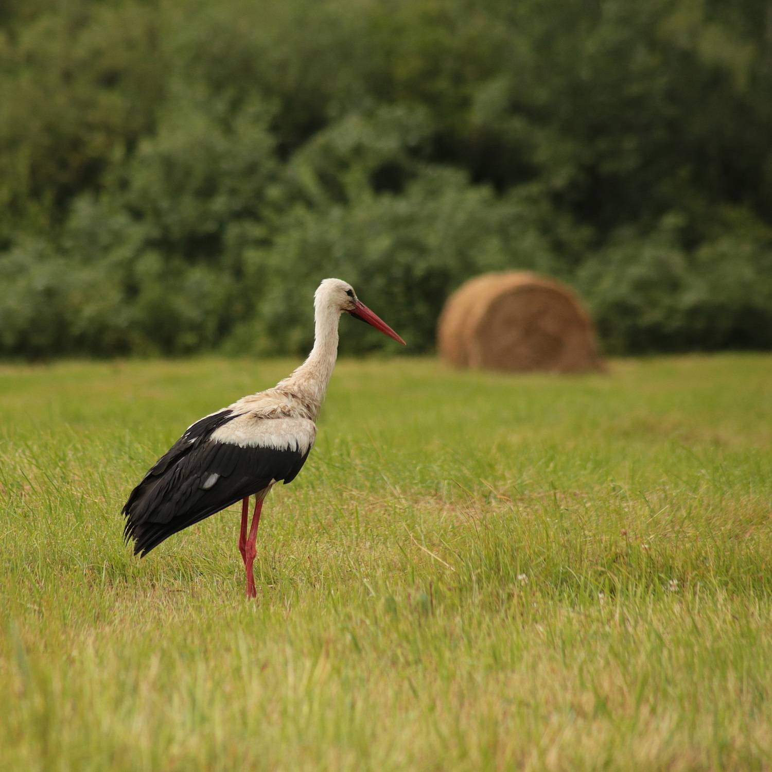 Фотография #13179324