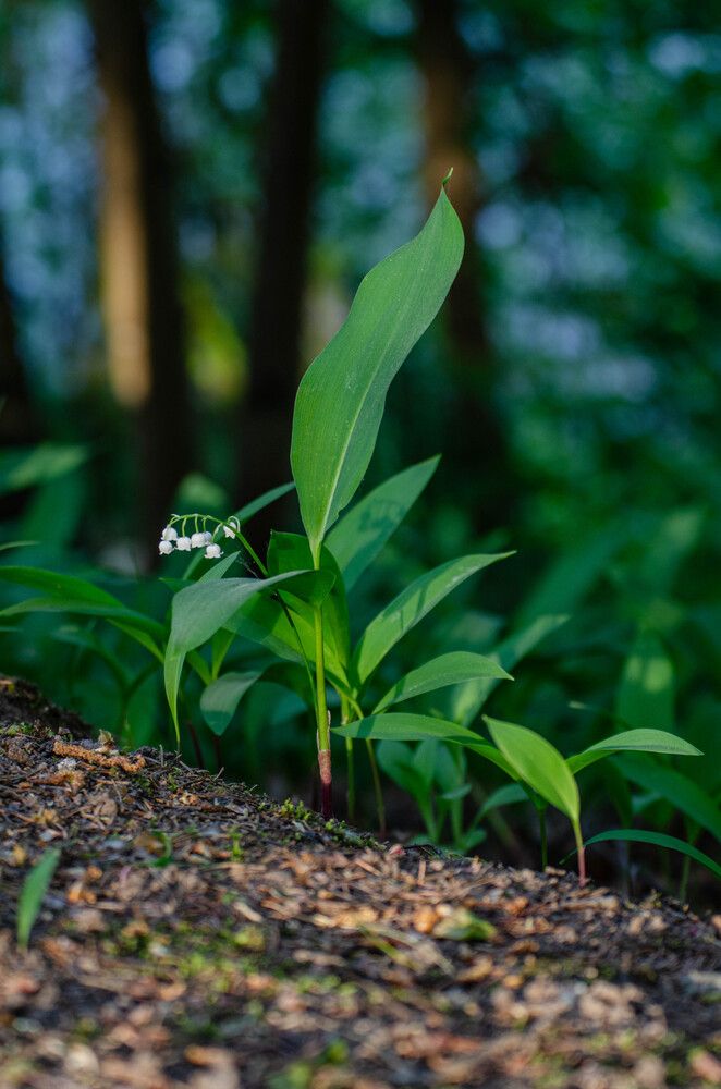 Photograph by Юлия Сидорова
