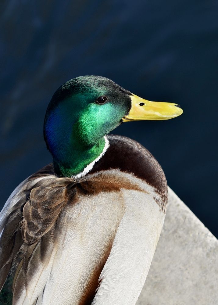 Photograph by Юлия Сидорова