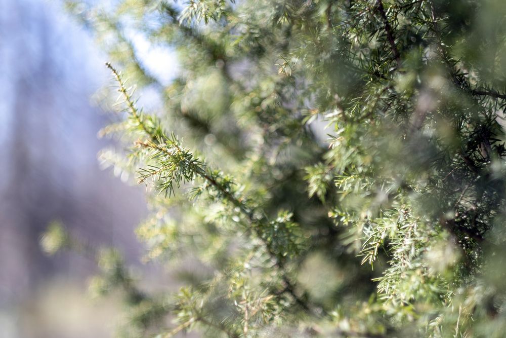 Фотография автора Елена Барышева