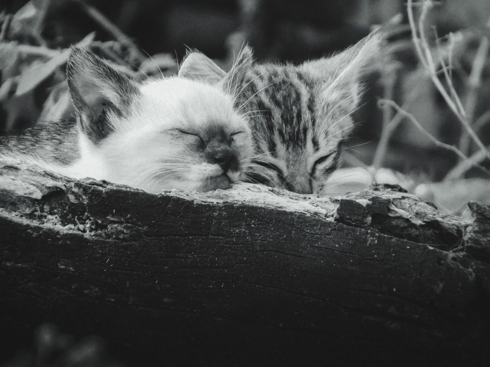 Photograph by Alondra Palma