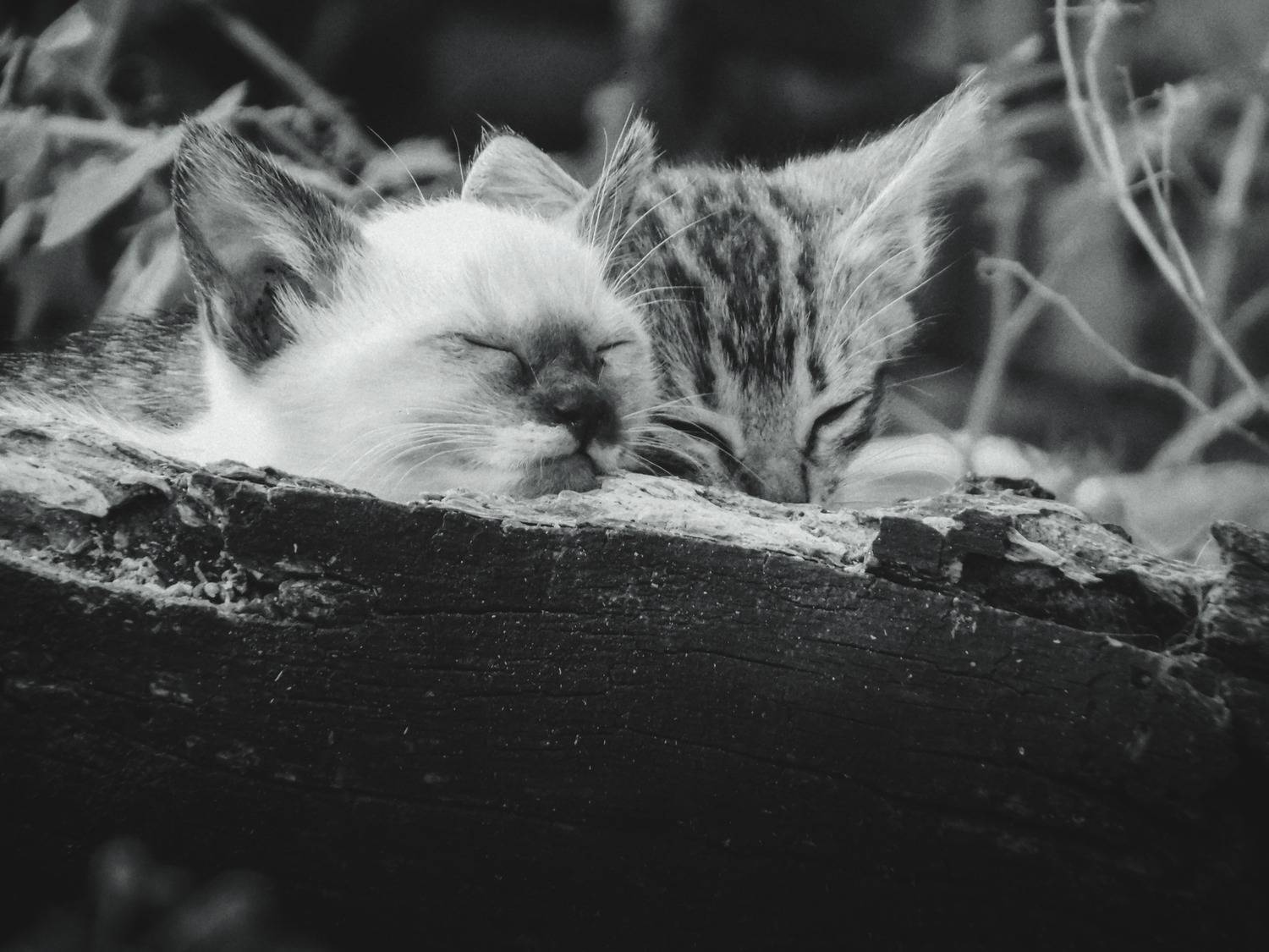 Photo #13179429