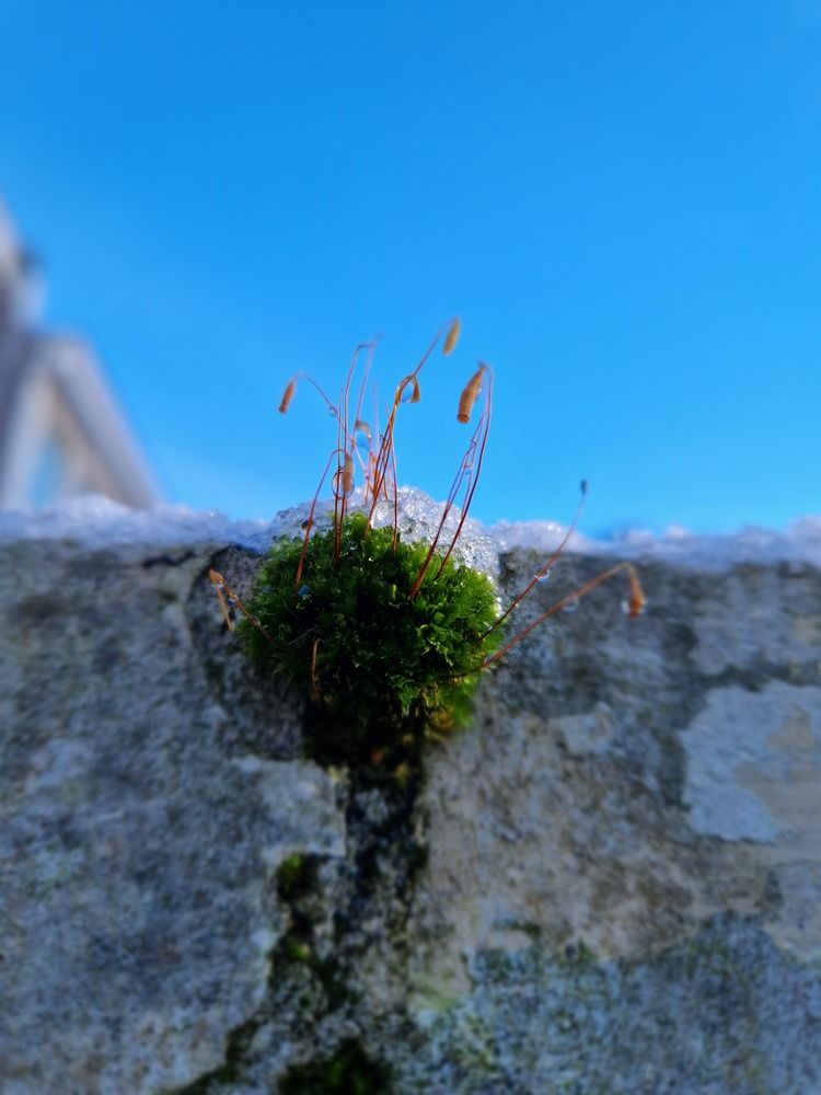 Фотография автора Inessa Botasheva