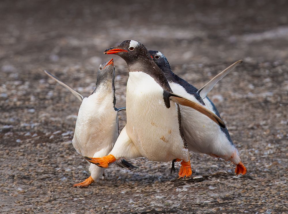 Photograph by Turgay Uzer